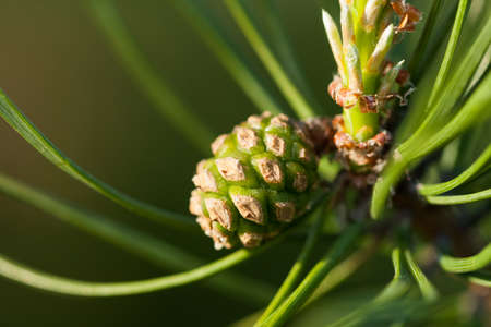 Small Green Plant Of Pine Cone On Branch With Needles In Spring Close Up.の写真素材