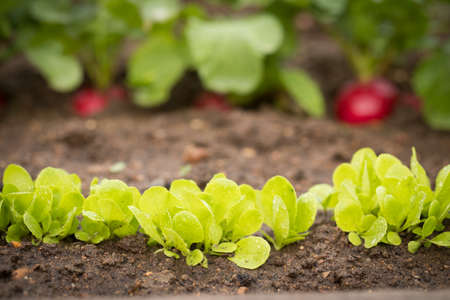 Cultivated Diet Vegetables. Sprouts With Leaves Of Lactuca Sativa Plant From Ground On Vegetable...