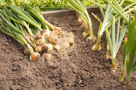 Harvesting Onions. Young Onions On Vegetable Garden In Summer Day.
