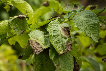 Leaves Plant Of Potato Stricken Phytophthora (Phytophthora Infestans) In Vegetable Garden Close Up.