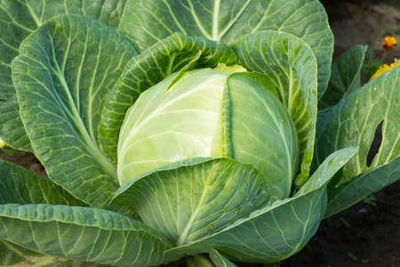Big Cabbage Growing In Vegetable Garden Summer Close Up.