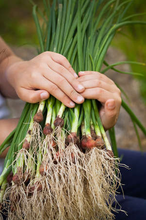 Fresh Green Onions With Roots On Wooden Board Close Up.の写真素材