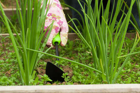Hand Of Women Farmer With Tool Hoe Weeding Grass In Vegetable Garden Bed Close Up. Struggle Weeds.の写真素材