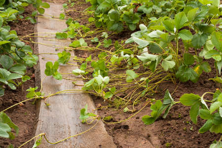 Bushes Young Plant Runners Of Strawberry Grow In Garden Outdoor After Rain Close Up.の写真素材