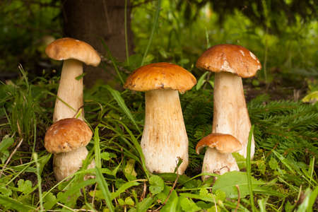 Boletus Edulis. In Forest Grow Many Young Edible Mushrooms Boletus Edulis Close Up. Delicate Mushrooms.の写真素材