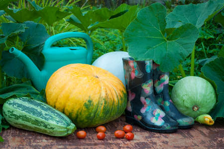 Vegetables. Fresh Ripe Vegetables, Rubber Boots And Watering Can On Old Wooden Table In Garden Outdoors.の写真素材