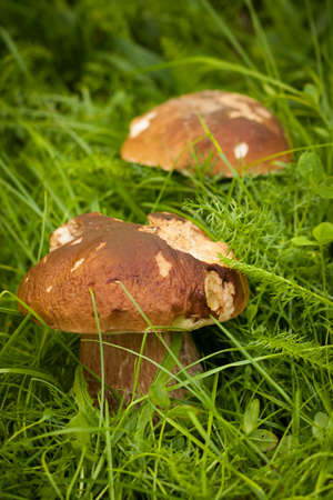 Boletus Edulis. Edible White Mushroom Boletus Edulis Grow In Green Grass In Forest Close Up. Delicate Mushroom.の写真素材
