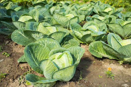 Cabbage. Fresh Young Green Plant Cabbage Grow On Vegetable Field Outdoor Summer.の写真素材