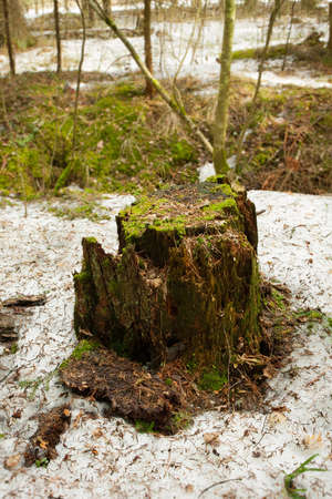 Wooden Old Tree Stump With Green Moss In Forest At Spring Top View.
