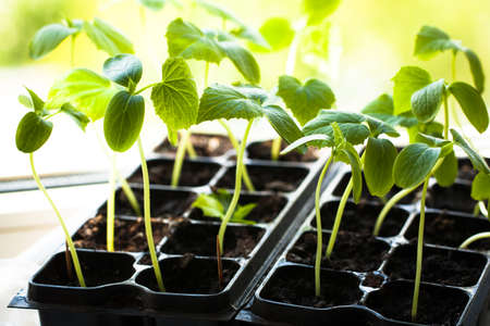 Cucumber Seedlings. Cultivation In Ground Indoors/Greenhouse. New Sprouts With Leaves From Earth.の写真素材