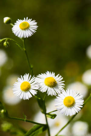 Beautiful Meadow Flowers Leucanthemum Vulgare, Blossoming On Sunny Summer Meadow.