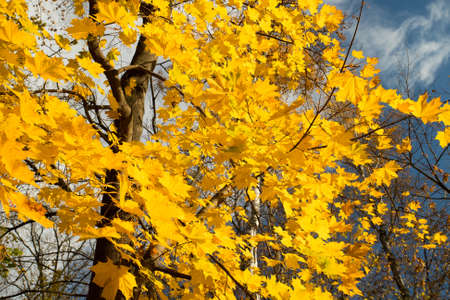 Autumn Season. Tree With Brightly Yellow Leaves In Sunny Autumn Park.