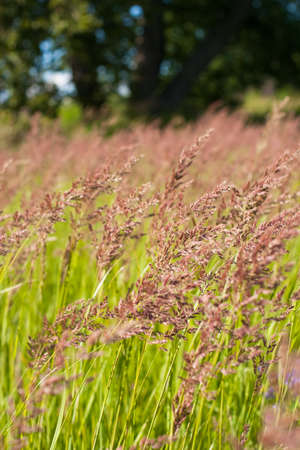 Perennial Herbaceous Plant. Fescue Grass (Festuca Partensis) Grow On Summer Sunny Meadow.の写真素材