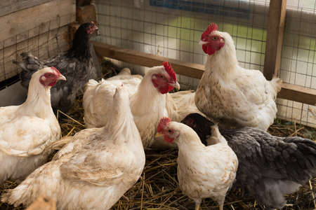 Hens. Young Domestic Hens free walk In In Light Space Wooden Barn.の写真素材