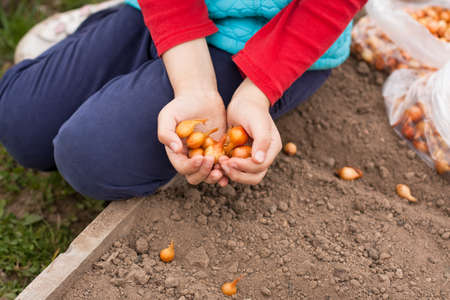 Fresh Seeds Of Onion On Child Hands Of Girl On Beds In Garden Spring. Planting Onions.の写真素材