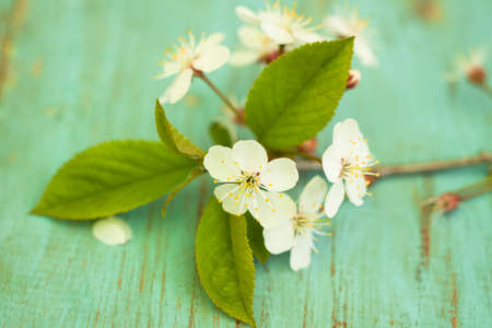 Beautiful Flowers Cherry With Leaves On Old Wooden Painted Blue Table. Spring Season. Blurred Background. Macro.の写真素材