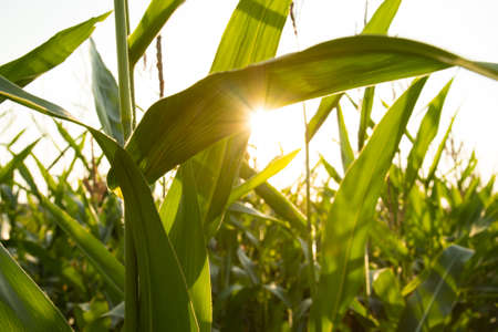 Close Up Leaves Of Fresh Corn On Sunset Sun On Agricultural Field Summer.