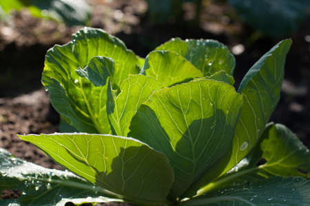 Plants Leaves Of Young Cabbage Grow In Sunny Vegetable Garden Summer Close Up.の写真素材