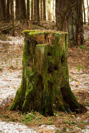 Close Old Wooden Tree Stump With Green Moss In Forest At Spring.の写真素材