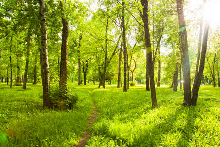 Beautiful Landscape With Fresh Green Grass With Yellow Dandelions, Trees With Green Leaves And With Path Under Brightly Shining Sun In Park In Spring.の写真素材