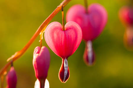 Flowers Dicentra. Beautiful Flowers In Form Of Hearts Of Dicentra On Branch On Background Of Green...