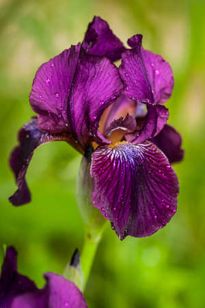 Beautiful Violet, Purple Flower Iris (Iris Germanica) With Drops Of Water Grow In Spring Garden...
