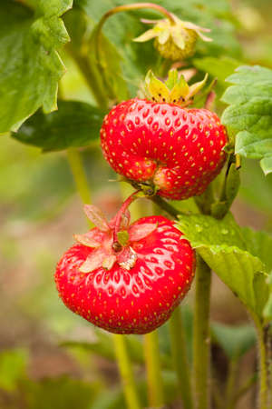 Strawberry. Red Strawberries With Green Leaves Grown In Summer Garden Macro.の写真素材