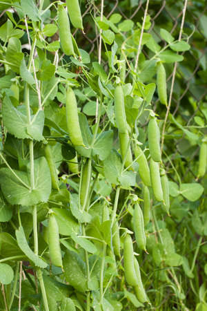 Pea. Young Green Plants Of Peas Grow In Vegetable Garden. Vegetable Culture.の写真素材