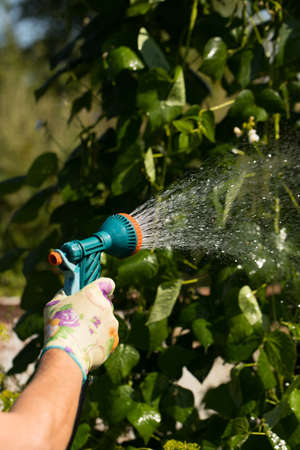 Watering Garden. Woman Watering Vegetable Plants Watering Gun Sprayer In Garden Summer.の写真素材