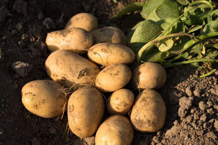 Potato. Close Fresh Yellow Potatoes After Digging From Ground On Farm Top View.の写真素材