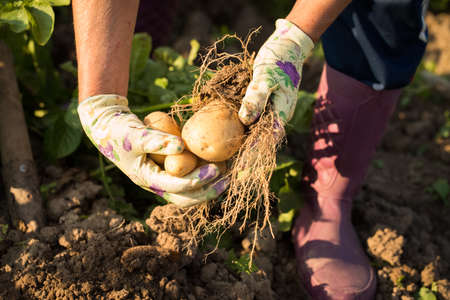New Seasonal Crop. Time Harvesting Potatoes. Hands Of Elderly Woman Holding Fresh Potatoes With Roots Dug From Ground In Vegetable Garden.の写真素材