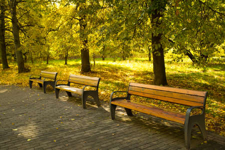 Wooden Benches On Track In Morning Park In Autumn.の写真素材