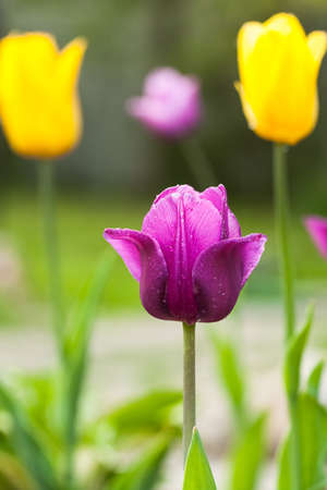 Close Up Of Beautiful Spring Flower Tulip Color Purple Growing In Garden In Sunny Day Outdoor.の写真素材