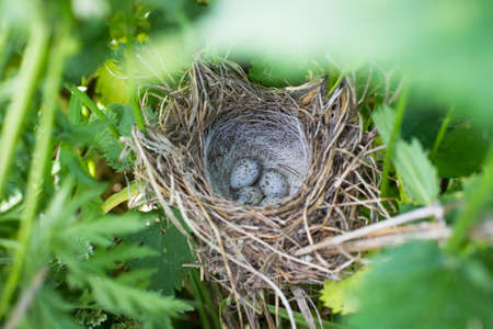 Corncrake Eggs (Crex Crex) In Bird Nest In Tall Grass Meadows In Summer Top View.