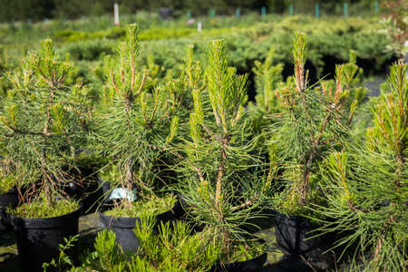 Seedlings Of Pine -Tree (Pinus Sylvestris) With Young Shoots In Pots Growing In Coniferous Cattery In Sunny Day In Summer.の写真素材