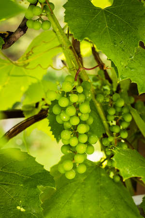 Unripe Bunch Of Green Grapes On Branch With Leaves Growing In Fruit Garden In Sunny Day In Summertime Close Up.の写真素材