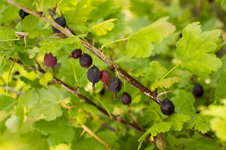 Berries Of Jostaberry (Ribes Ã Nidigrolaria) With Drop Waters Grow On Branch Bush In Garden In Summer Close Up.の写真素材