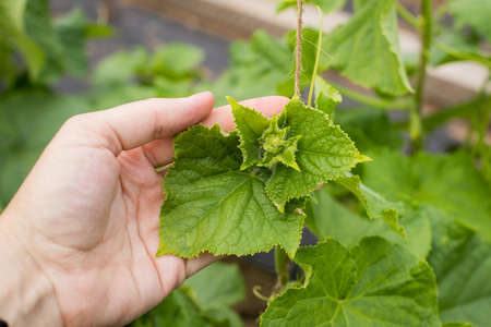 Hand Of Farmer Hold Leaf Plant Of Cucumbers In Vegetable Garden Close Up.の写真素材