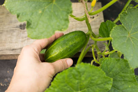Harvesting Vegetables. Hand Female Hold Fresh Cucumber In Vegetable Garden Top View And Close Up.の写真素材
