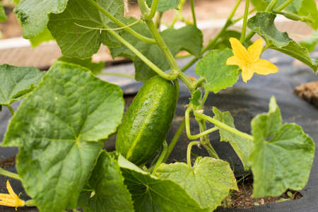 Fresh Cucumber With Leaves And Flower Growing On Vegetable Garden In Summertime Close Up.の写真素材