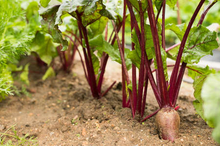 Fresh Young Beets With Leaves Grow In Agriculture Ground In Vegetable Garden In Summertime Close Up.