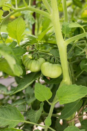 Young Plant Of Tomato With Two Green Tomatoes Grow In Vegetable Garden Summertime Close Up.の写真素材