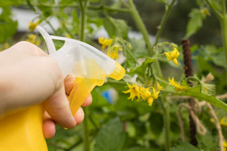 Woman Hand Spraying On Plants Of Tomatoes With Sprayer For Protection From Diseases And Pests. Caring For Tomatoes.の写真素材