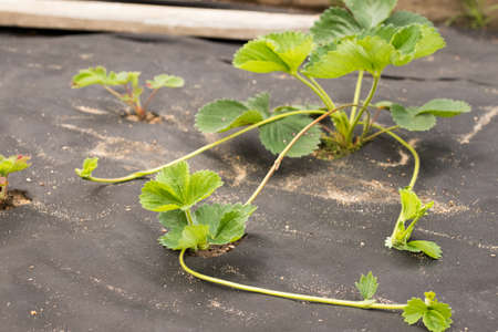 Plant Bush Of Strawberry With Runners Sprout Of New Small Young Strawberry Plant For Propagation In Garden In Summer.の写真素材