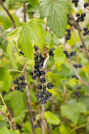 Berries Of Blackcurrants (Ribes Nigrum) With Drop Waters On Branch Grow In Garden In Sunny Day In Summer Close Up.の写真素材