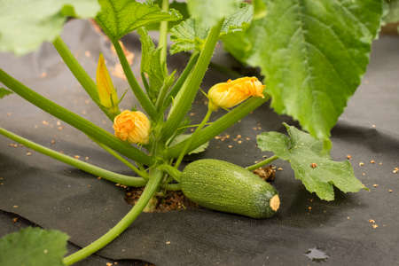 Young Little Vegetable Of Zucchini With Flowers Growing In Vegetable Garden Close Up.の写真素材