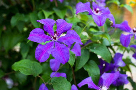 Beautiful Blossoming Large Flowers Clematis Honora Growing In Garden In Summer Close Up.の写真素材