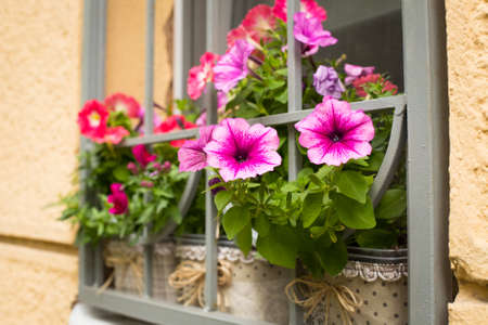 Beautiful Pink Flowers Of Petunia In Pot Growing On Windowsill Behind Decorative Grid Of Residential Building In Spring.の写真素材