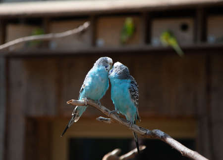 two blue parrots in love sit on a branch and kissの写真素材