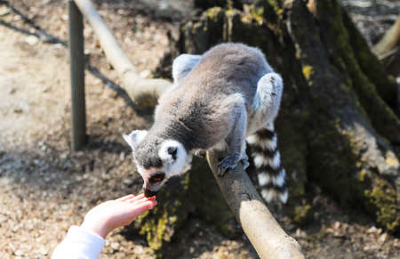 ring tailed lemur licks the hand of a childの写真素材